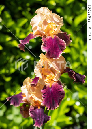 German iris, Iris barbata German iris, Iris barbata 83075201