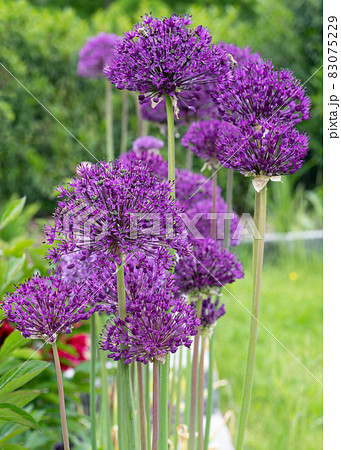Persian onion, Allium hollandicum 83075229