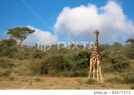 Baringo Giraffe, Giraffa camelopardalis 83075372
