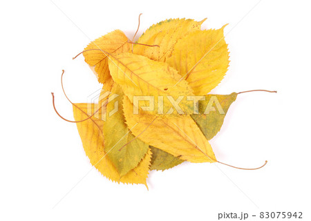 Beautiful colorful leaves Beautiful colorful leaves 83075942