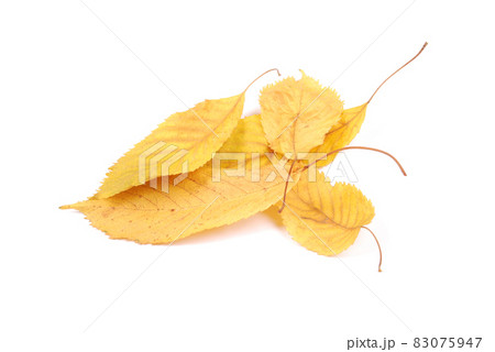 Beautiful colorful leaves Beautiful colorful leaves 83075947