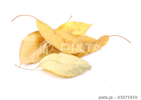 Beautiful colorful leaves Beautiful colorful leaves 83075950