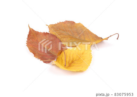 Beautiful colorful leaves Beautiful colorful leaves 83075953