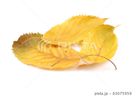 Beautiful colorful leaves Beautiful colorful leaves 83075959