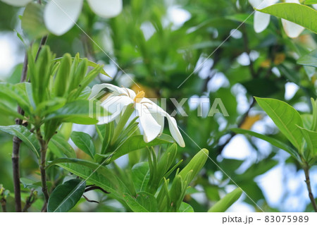 白い花の植物 クチナシの花 の写真素材 0759