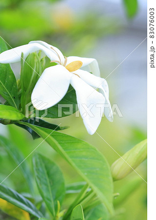 純白の白い花 クチナシの花 の写真素材