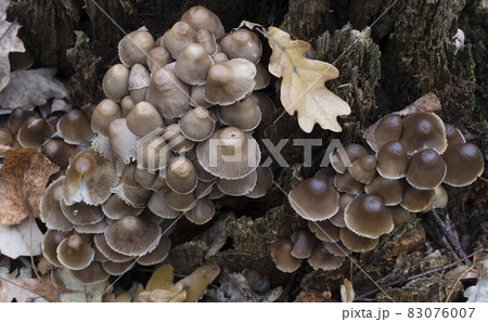Group of poisonous mushrooms growing on a tree trunk in the forest Group of poisonous mushrooms growing on a tree trunk in the forest 83076007