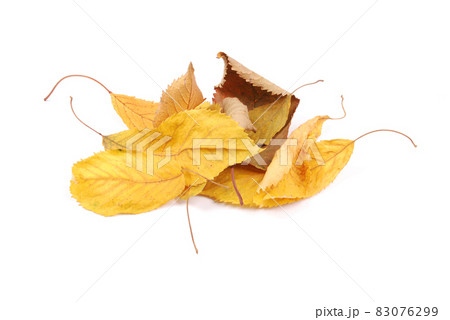 Beautiful colorful leaves Beautiful colorful leaves 83076299