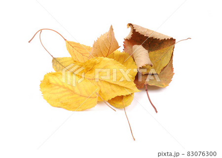 Beautiful colorful leaves Beautiful colorful leaves 83076300