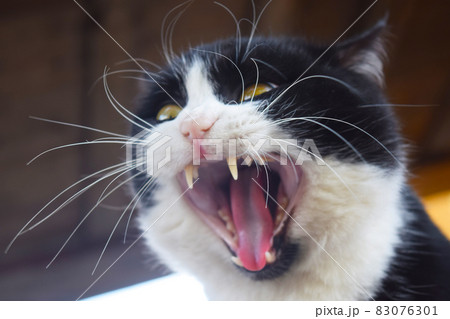 the photo very agressive cat, scottish-straight, on dark red the photo very agressive cat, scottish-straight, on dark red 83076301