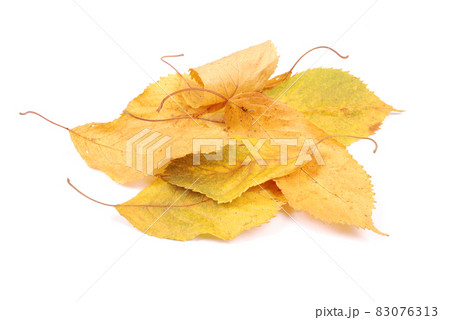 Beautiful colorful leaves Beautiful colorful leaves 83076313