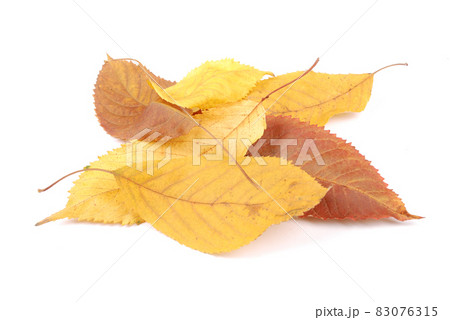Beautiful colorful leaves Beautiful colorful leaves 83076315