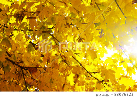 Yellow, orange and red autumn leaves in beautiful 83076323
