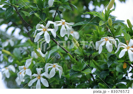 白い花の植物（クチナシの花） 83076572