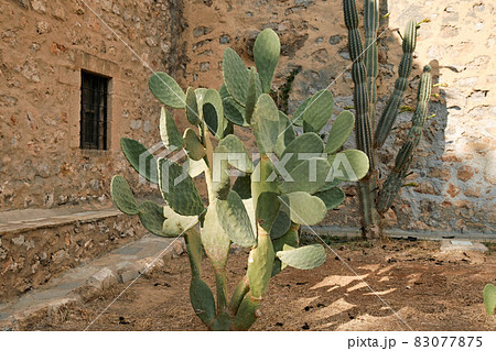 Cactus Opuntia on a sunny day in Greece against the background of a stone wall. 83077875