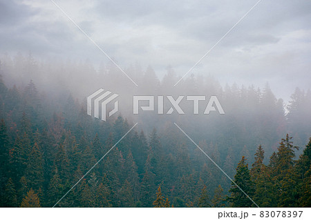 coniferous forest on a foggy day. green nature background with autumnal grey sky. mysterious atmosphere 83078397
