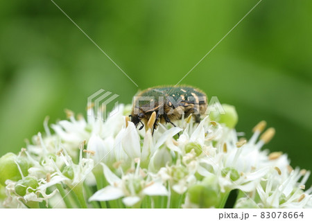 ニラの花とコアオハナムグリ 83078664