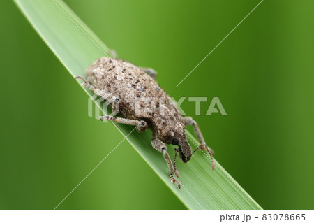 ヤサイゾウムシ 83078665