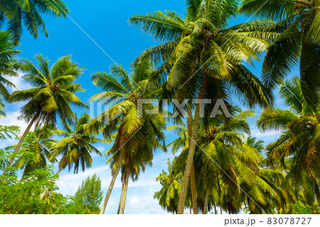 Coconut palms on the beach on a sunny day. La Digue Island, Seychelles Coconut palms on the beach on a sunny day. La Digue Island, Seychelles 83078727