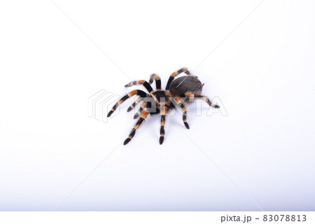 Big Spider tarantula crawling. Halloween concept. Closeup big scary spider brachypelma smithi. Big Spider tarantula crawling. Halloween concept. Closeup big scary spider brachypelma smithi. 83078813