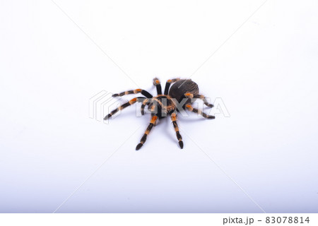 Mexican redknee tarantula female spider. Spider Tarantula brachypelma smithi on white background. Halloween concept. Mexican redknee tarantula female spider. Spider Tarantula brachypelma smithi on white background. Halloween concept. 83078814