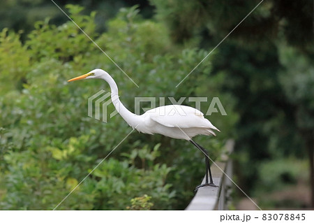 ダイサギ 83078845