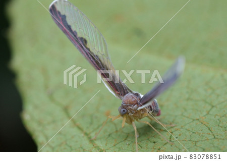 シリアカハネナガウンカ 83078851