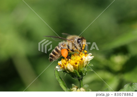 コセンダングサの花とミツバチ コセンダングサの花とミツバチ 83078862