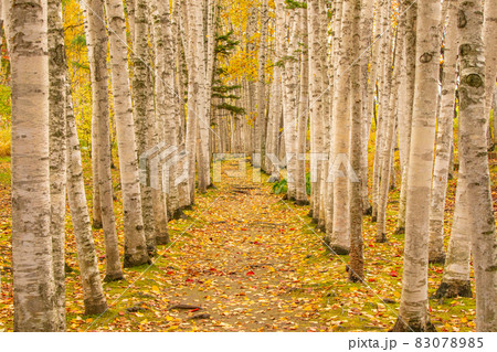 【北海道美瑛町】黄葉が美しい白樺回廊 10月 【北海道美瑛町】黄葉が美しい白樺回廊 10月 83078985