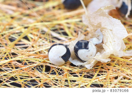 フウセンカズラの種【ハート模様】 83079166