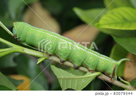 オオスカシバの幼虫 83079344