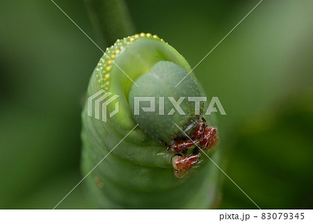 オオスカシバの幼虫 83079345