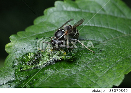 イモムシを食べるクロスズメバチ 83079346