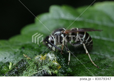 イモムシを食べるクロスズメバチ 83079347