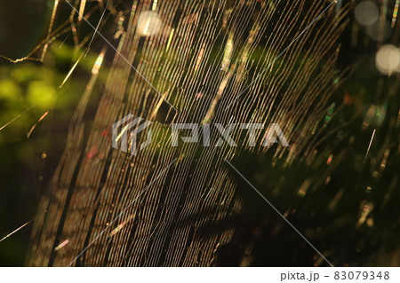 朝日とクモの巣 83079348