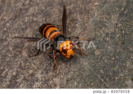 臨戦態勢のオオスズメバチ 83079358