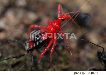脱皮直後のヨコヅナサシガメ（幼虫） 83079359