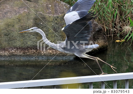 アオサギ 83079543
