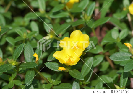 ポーチュラカの黄色花 緑背景 の写真素材