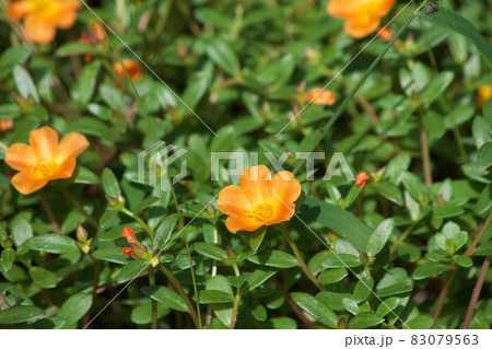 ポーチュラカの橙色花 緑背景 の写真素材