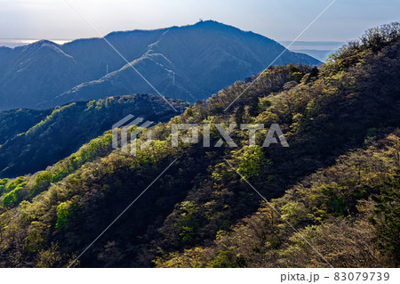 丹沢表尾根から見る新緑の山肌と大山 83079739