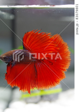 美しいひれを持つ闘魚赤いベタの写真素材 [83079801] - PIXTA