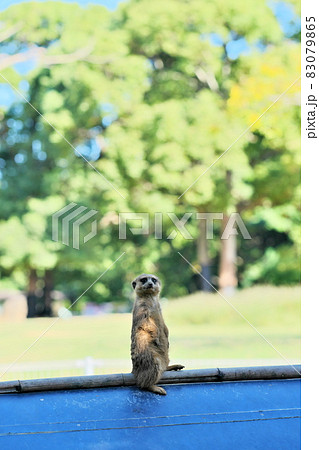 のんほいパークで飼育中のミーアキャット 83079865