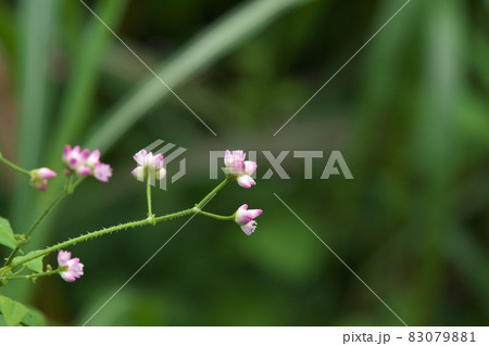 ママコノシリヌグイの花【緑背景】 ママコノシリヌグイの花【緑背景】 83079881