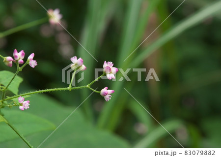 ママコノシリヌグイの花【緑背景】 ママコノシリヌグイの花【緑背景】 83079882