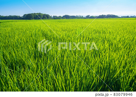 荒川河川敷 宝来運動公園付近 水田 真夏の風景 荒川河川敷 宝来運動公園付近 水田 真夏の風景 83079946