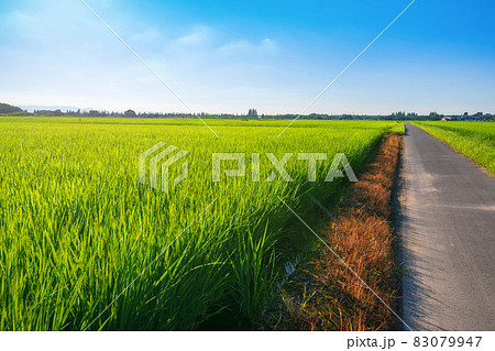 荒川河川敷　宝来運動公園付近　水田　真夏の風景　 83079947