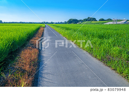 荒川河川敷 宝来運動公園付近 水田 真夏の風景 荒川河川敷 宝来運動公園付近 水田 真夏の風景 83079948