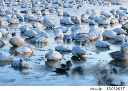 寝ている早朝の白鳥の群れ 83080037