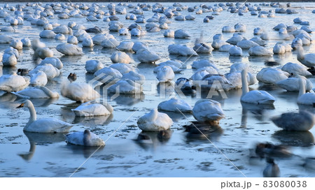 寝ている早朝の白鳥の群れ 寝ている早朝の白鳥の群れ 83080038